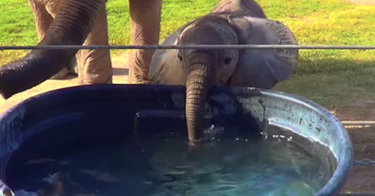 Baby Elephant Blows Bubbles In The Water! I Can't Stand How Cute This Is! |  LittleThings.com