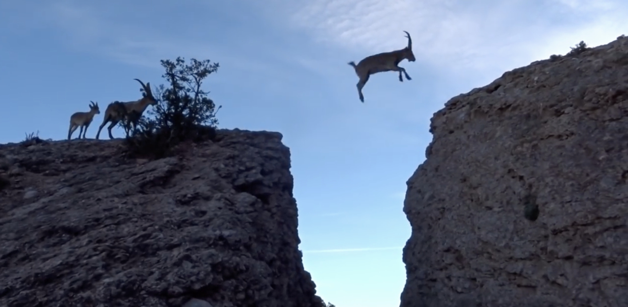 Family Of Goats Jump Over Gap In Mountains