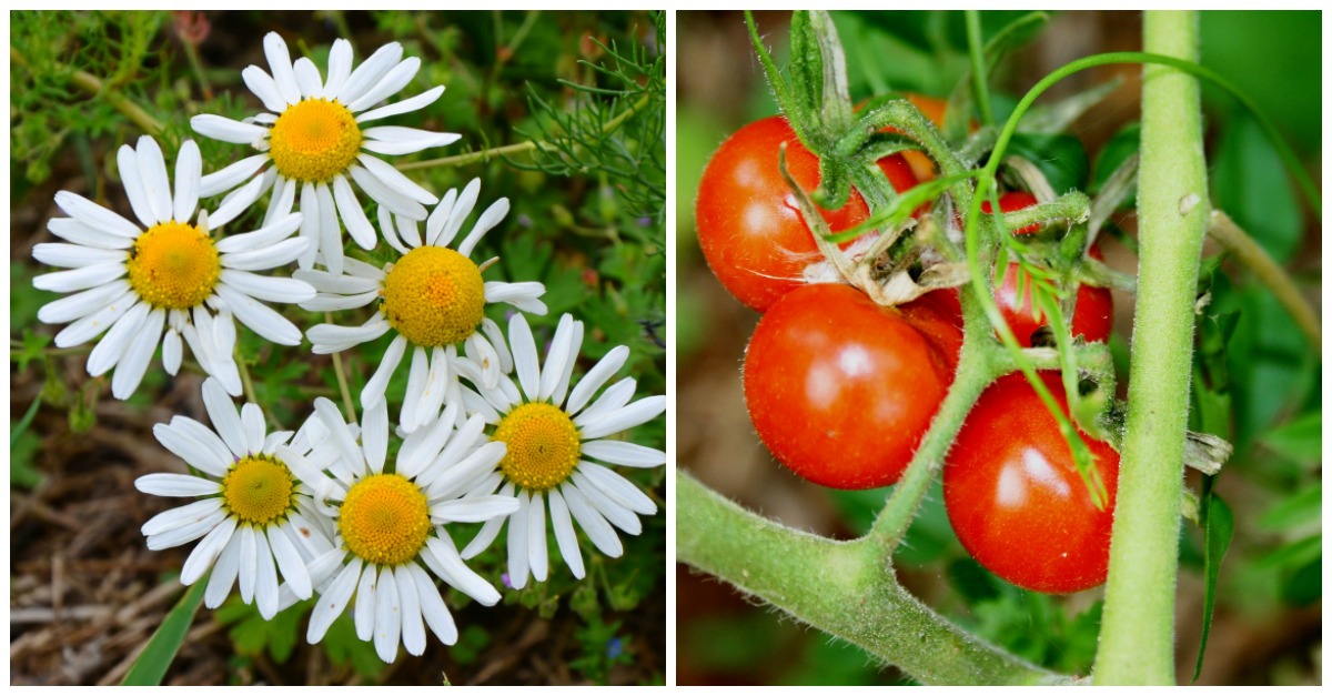 12 Plants That Can Help Relieve Stress