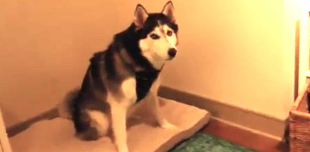 Husky's Left Eye Starts Twitching. What Mom Catches Right After He Sneezes?  HILARIOUS! 