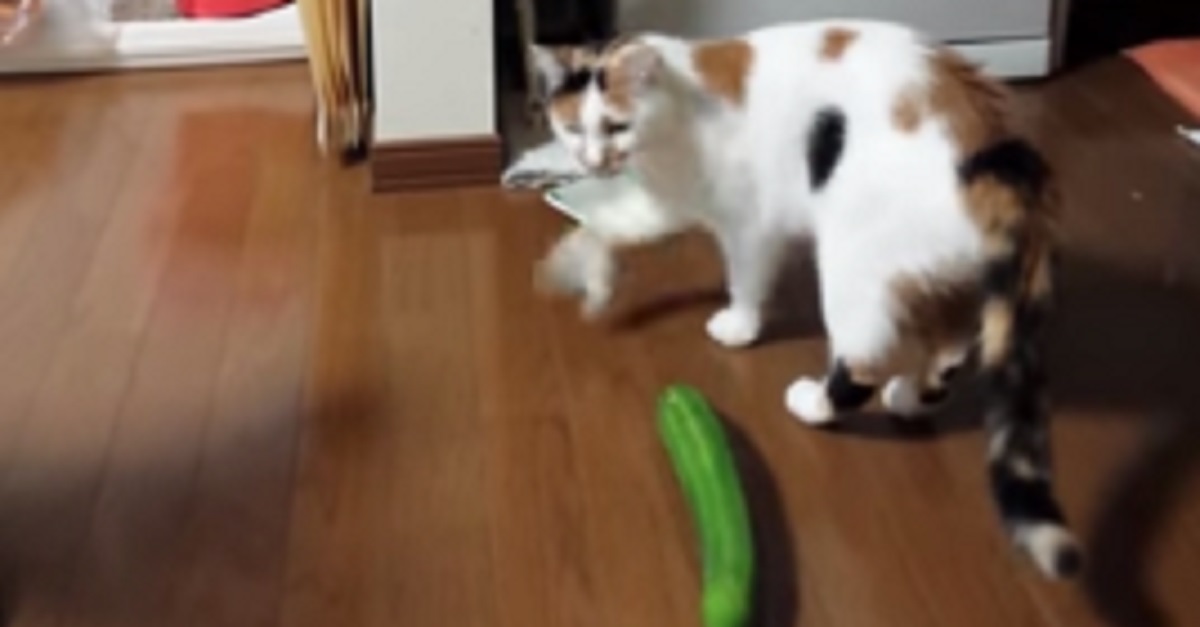 This Cat's Biggest Fear Is Something I NEVER Would Have Expected. Too Funny!