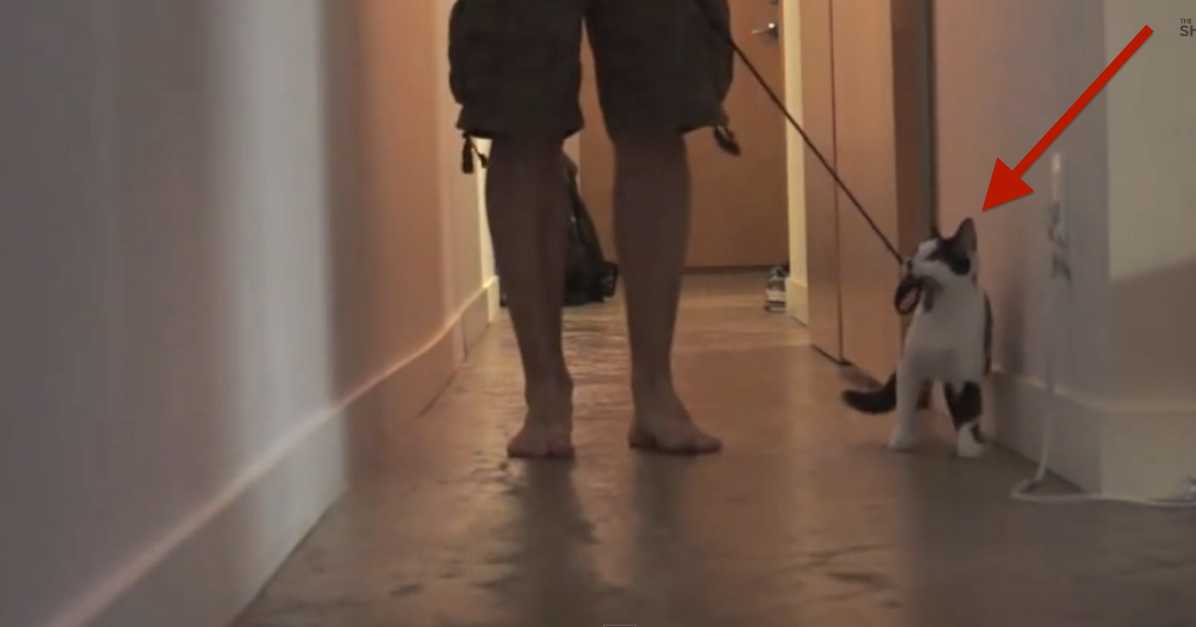 This Cat Walks His Human, And It's Hilarious! Every Cat Owner Should ...
