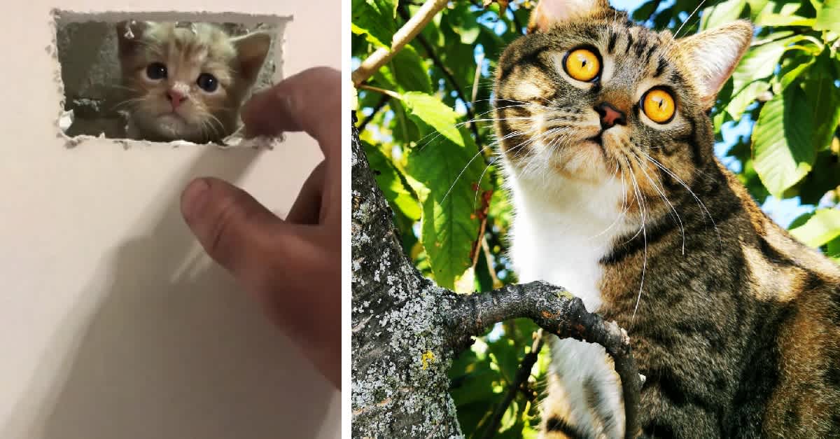 Stranded Kitten A Kitten Was Heroically Rescued From The Inside Of A Wall ...