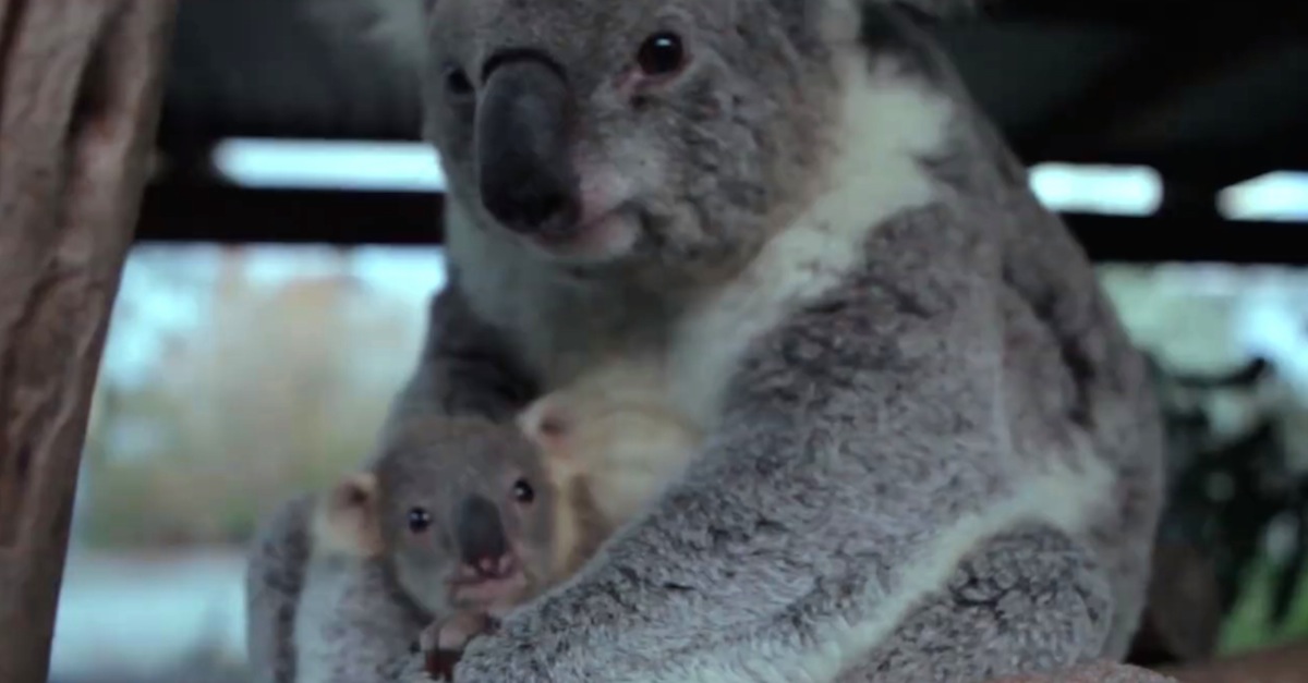This adorable baby koala got *way* too excited and ran face-first