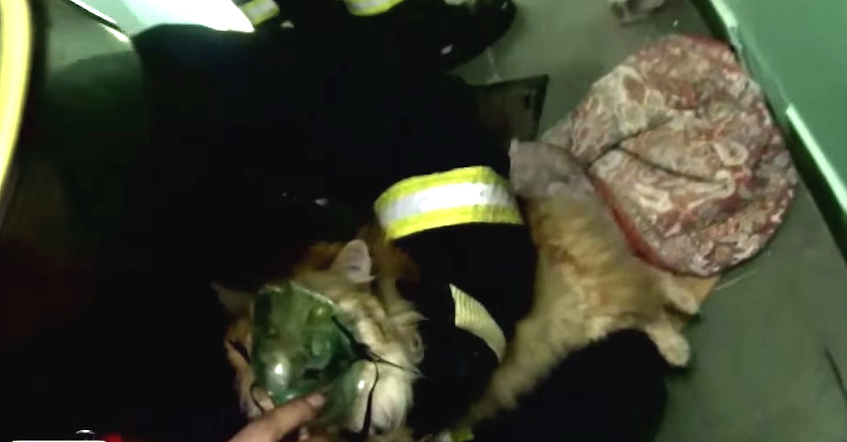 Firefighters Find A Cat Unconscious On The Ground. Now Watch What They ...