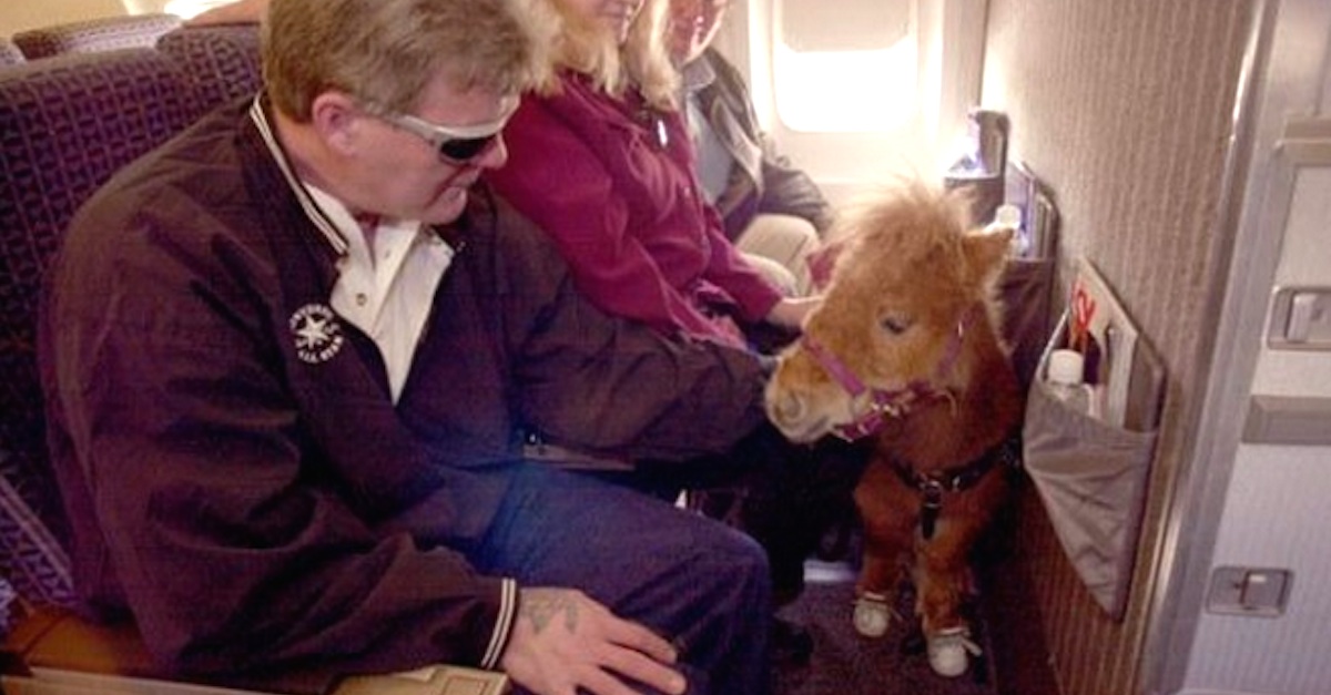 This Miniature Horse Wears Sneakers. Why It s Part Of His Job