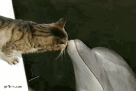 Cat-Dolphin