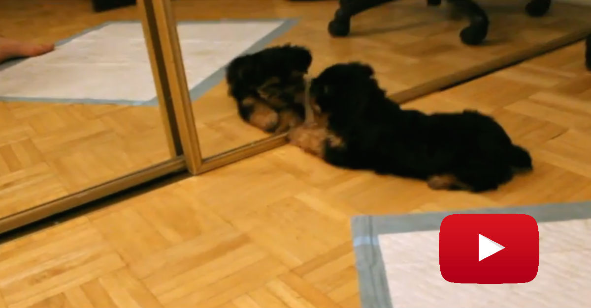Puppy Looks Into A Mirror For The First Time And Makes An Adorable