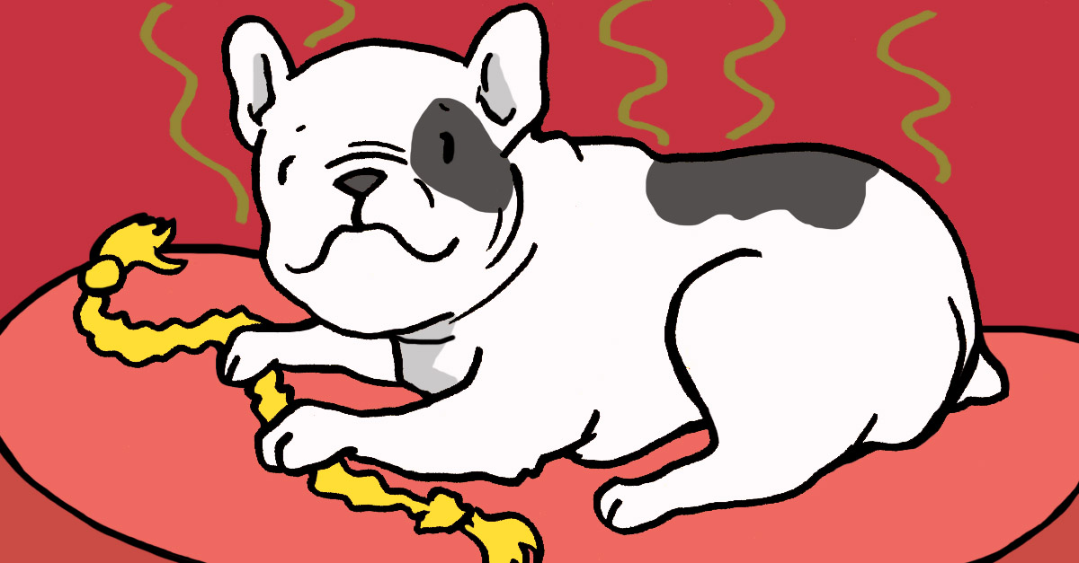 Your Dog's Fur Reveals Things About His Health