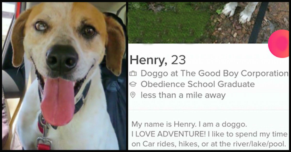 Dog Who's Been In Shelter For 3 Years Gets Tinder Profile 