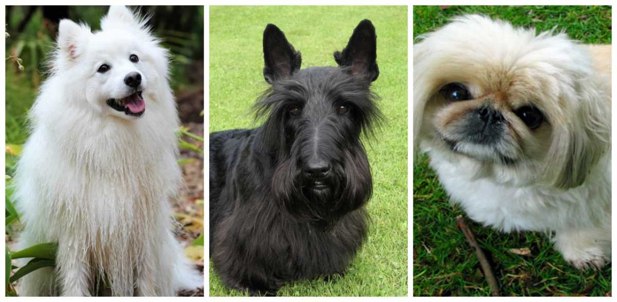 small breed dogs