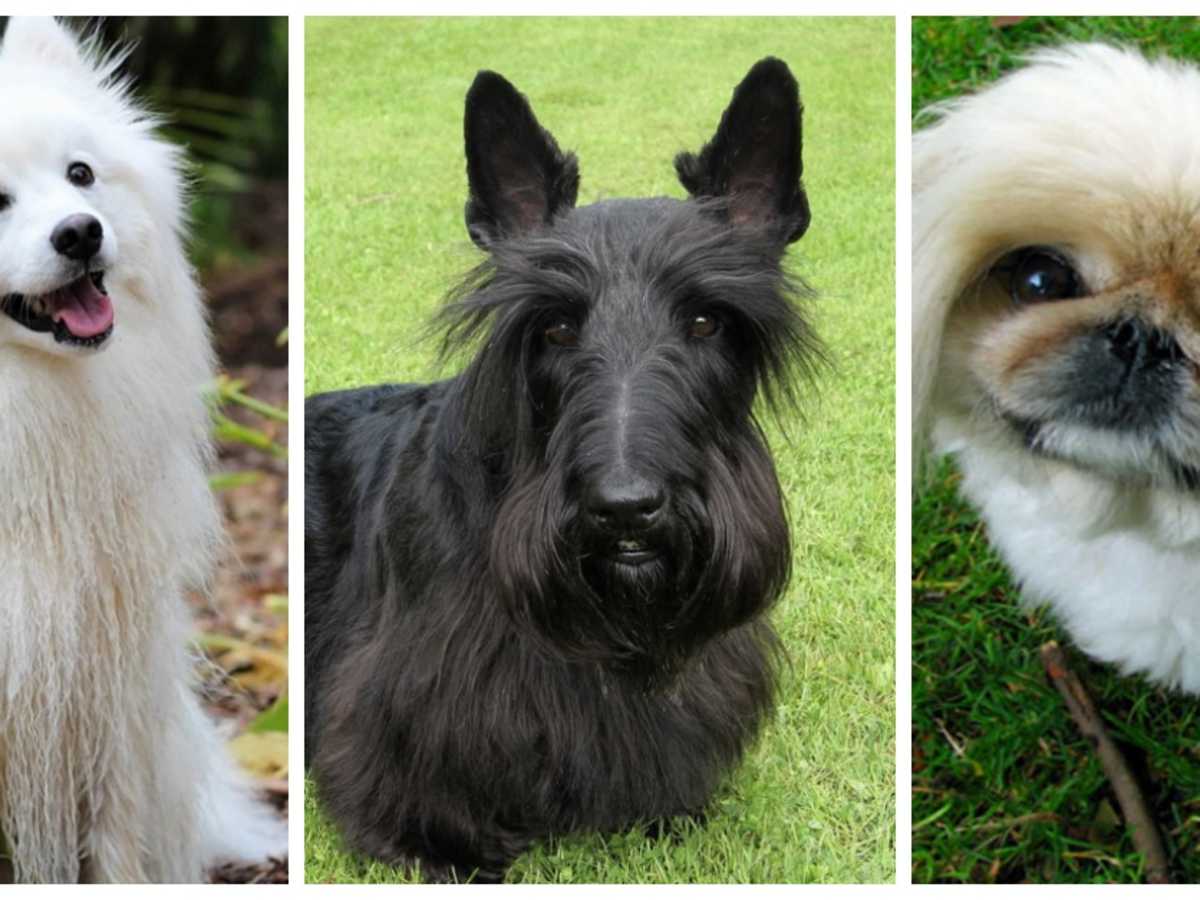 Small Ragy Looking Dogs Small Dogs
