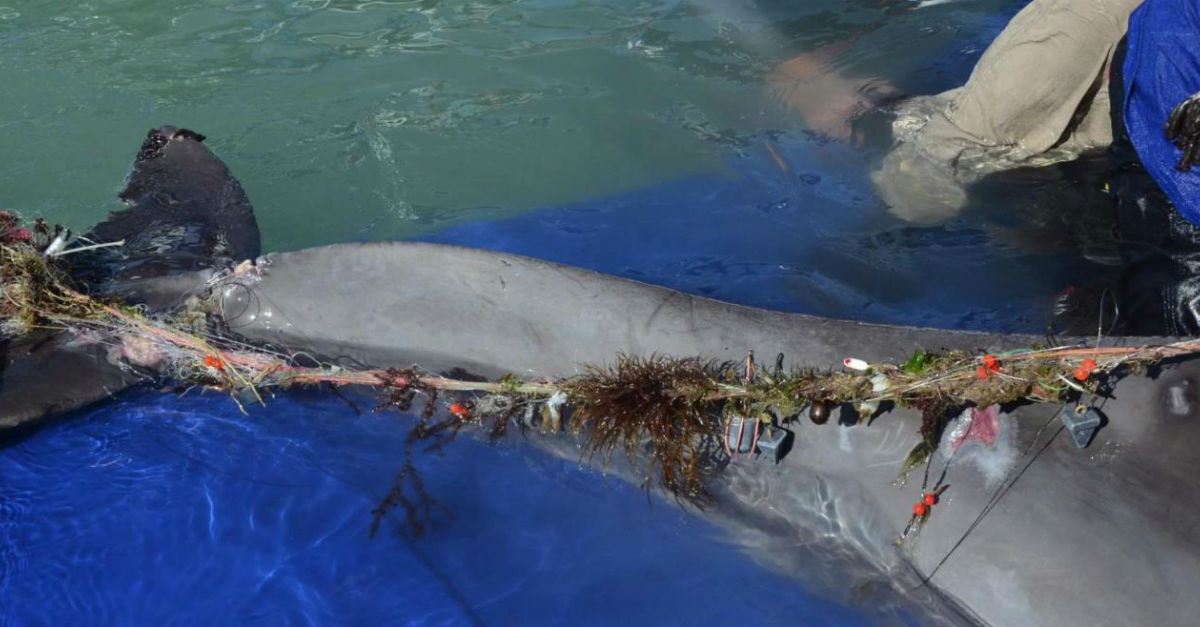 Dolphin Trapped In Three Pounds Of Fishing Gear Gets New Lease On Life ...