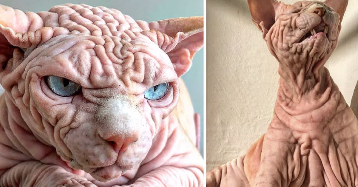 This Wrinkly Sphynx Cat Resembles A Brain But Has A Great Personality Littlethings Com