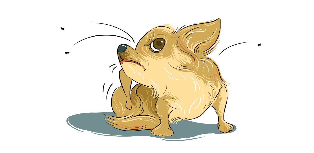 Puppy Care 101 What Should I Do If My Dog Has Fleas Littlethings Com