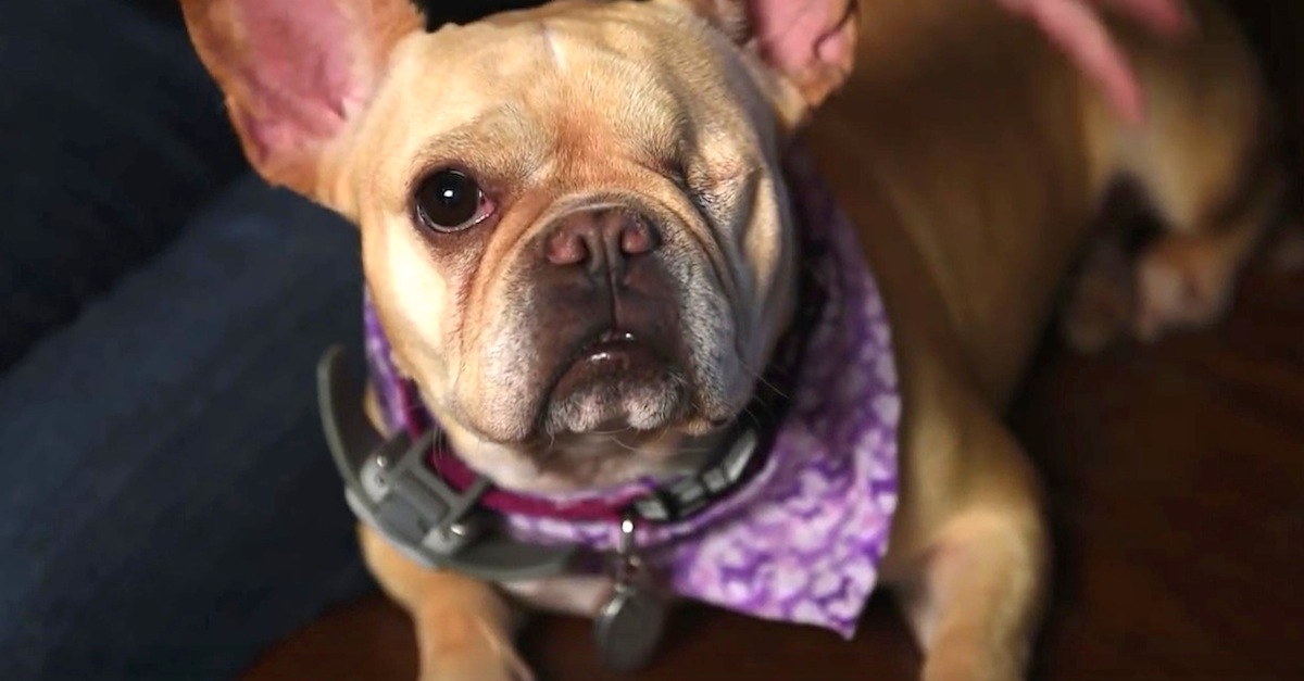 French store bulldog eyesight