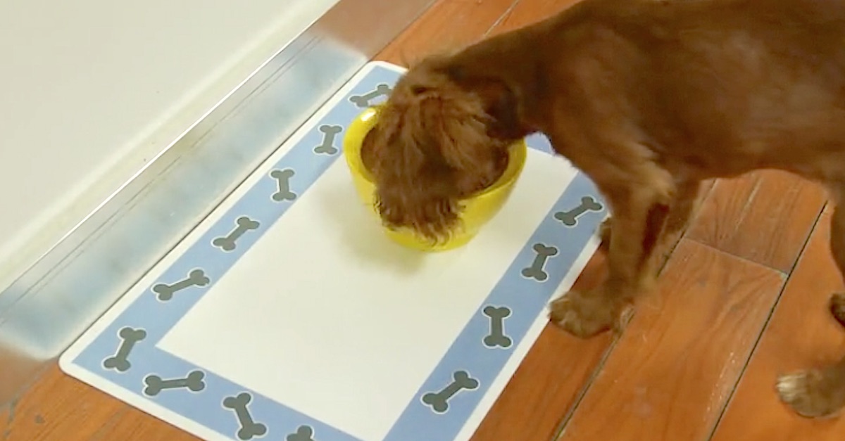 Make AllNatural Dog Food Using 6 Healthy Ingredients And A CrockPot