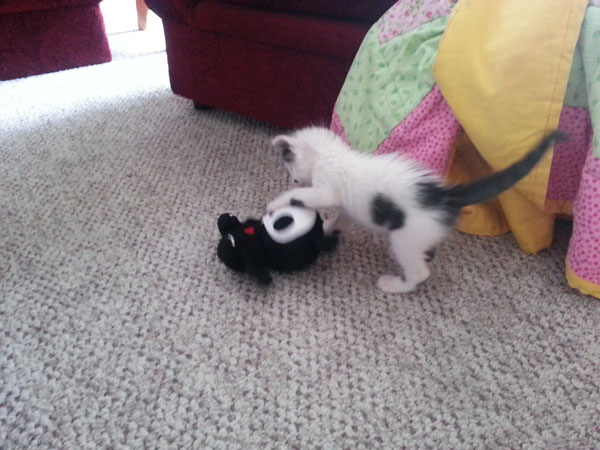 dog_rescues_kitten_13