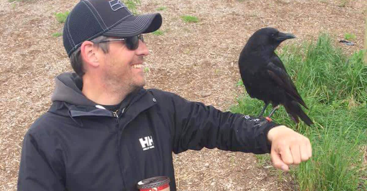 A Wild Crow Rides Around On His Arm. The Reason? This Is Too Adorable