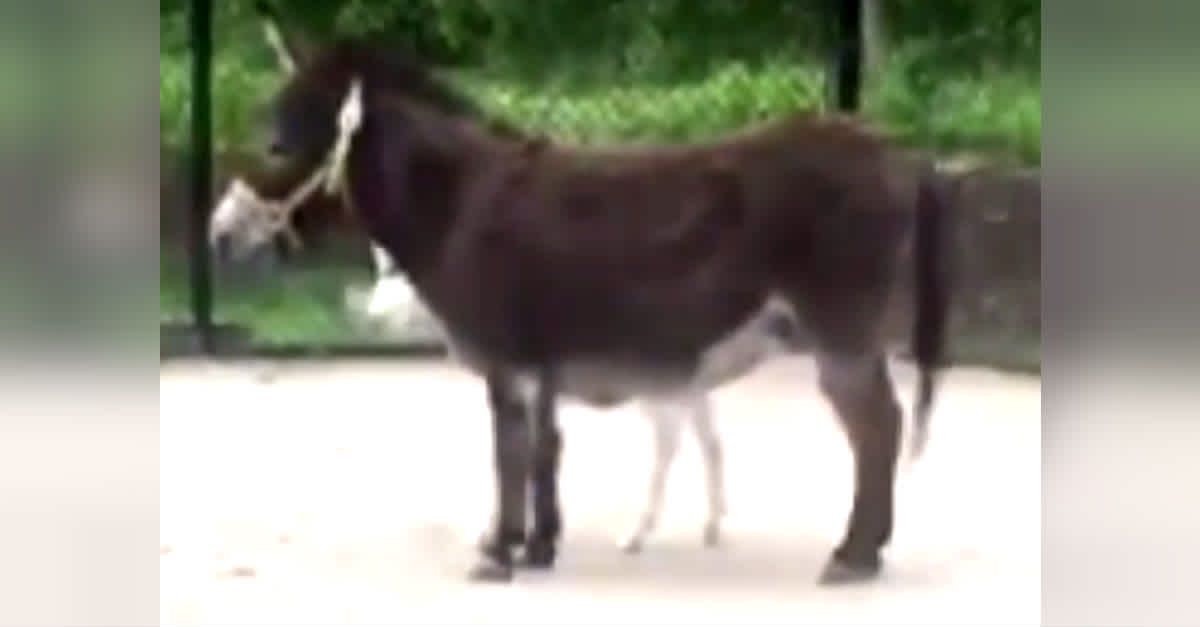 Rescue Mini Donkey Gives Birth