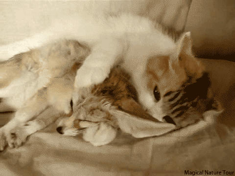 Cat-and-Fennec-Fox-GIF