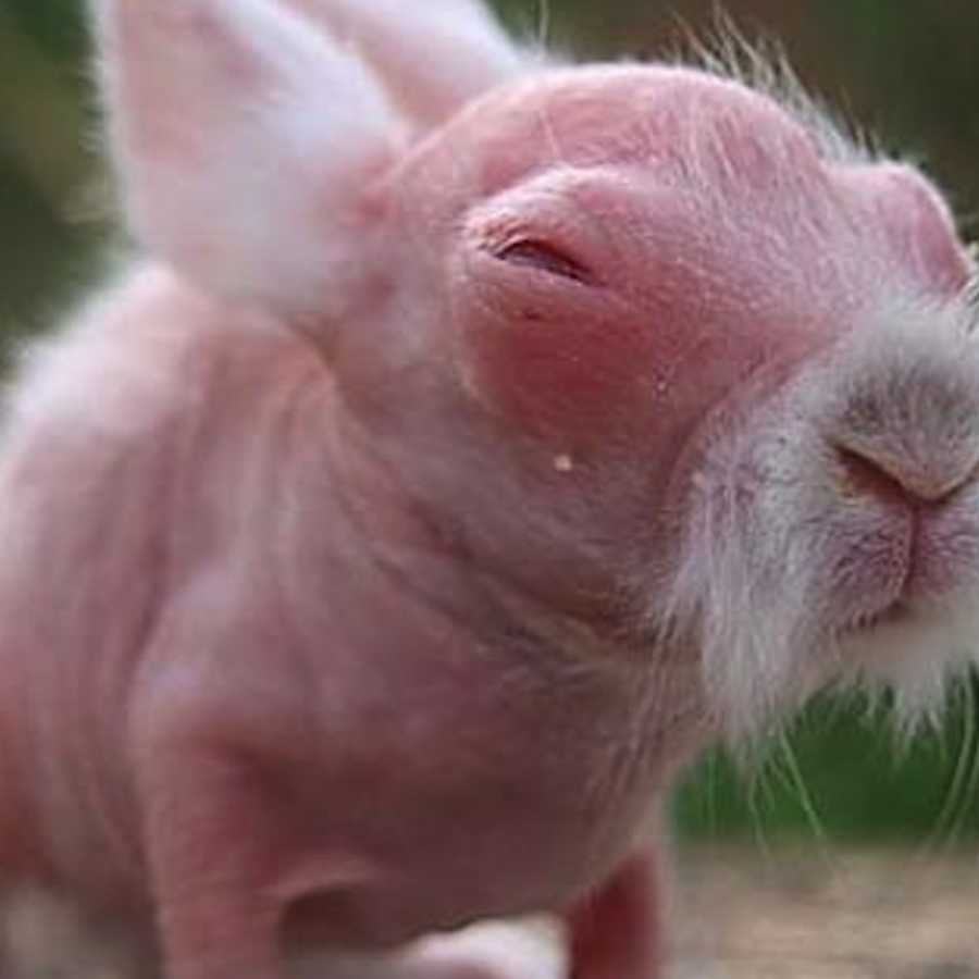 14 Hairless Animals Who Know That Bald Can Be Beautiful! 