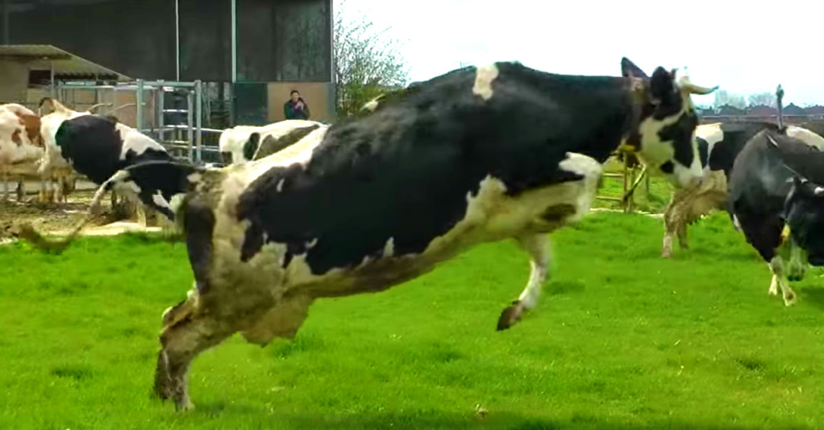 Cows Jump For Joy When They’re Reunited With Farm