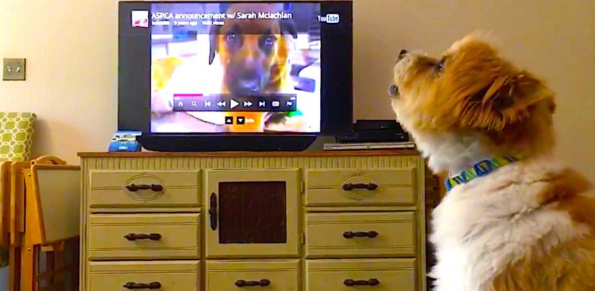 Rescue Dog Has Emotional Reaction To Aspca Commercial Littlethings Com