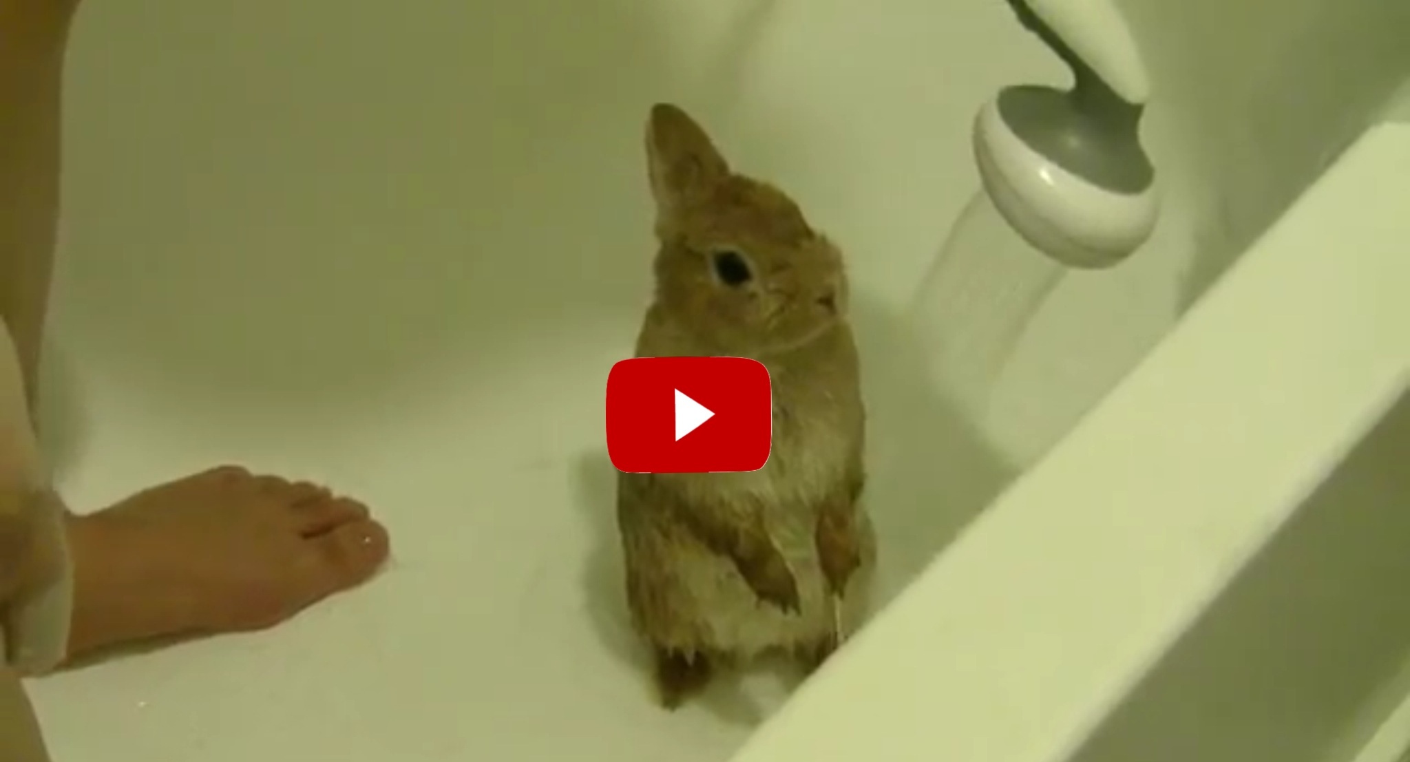 We Decided To Give Our Bunny A Bath, And Look At His Reaction