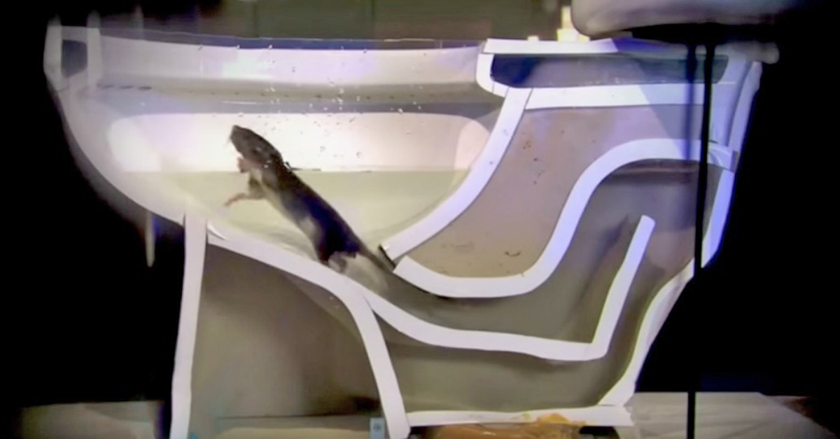 Sewer Rats Can Crawl Up Toilet Pipes