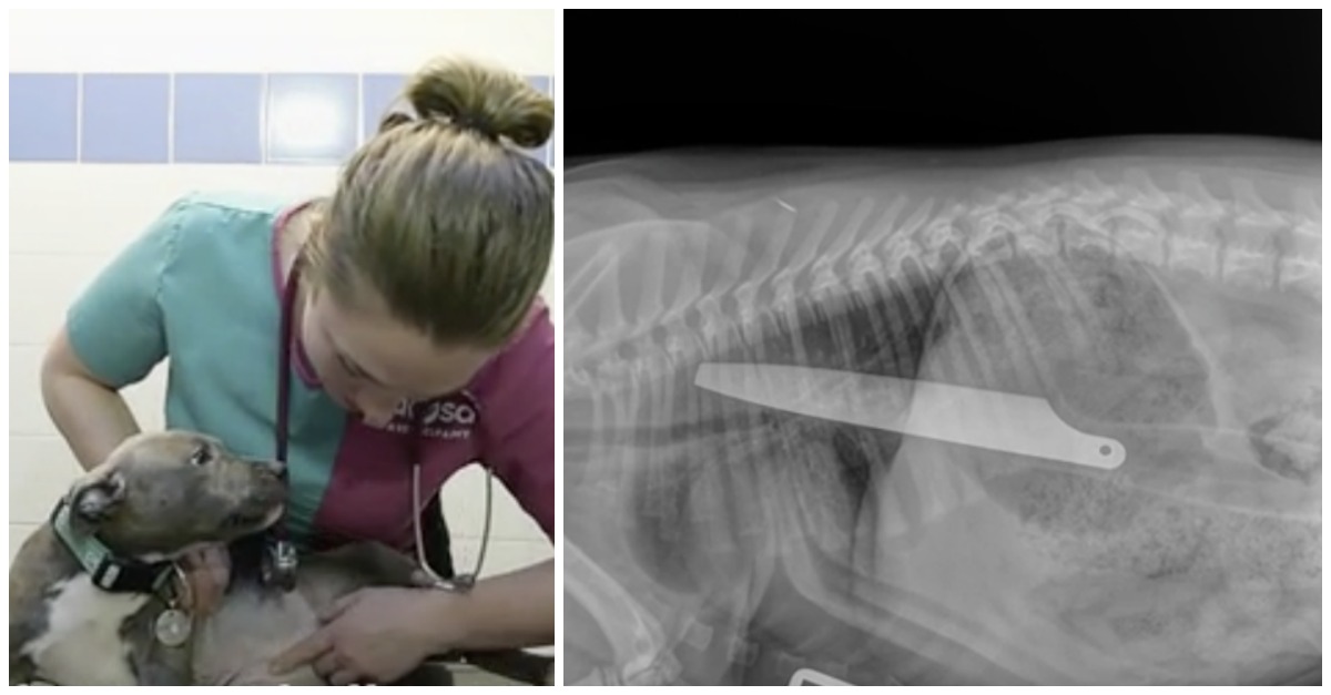 Puppy Won't Stop Coughing, So Owner Rushes Her To Vet. When She Sees X