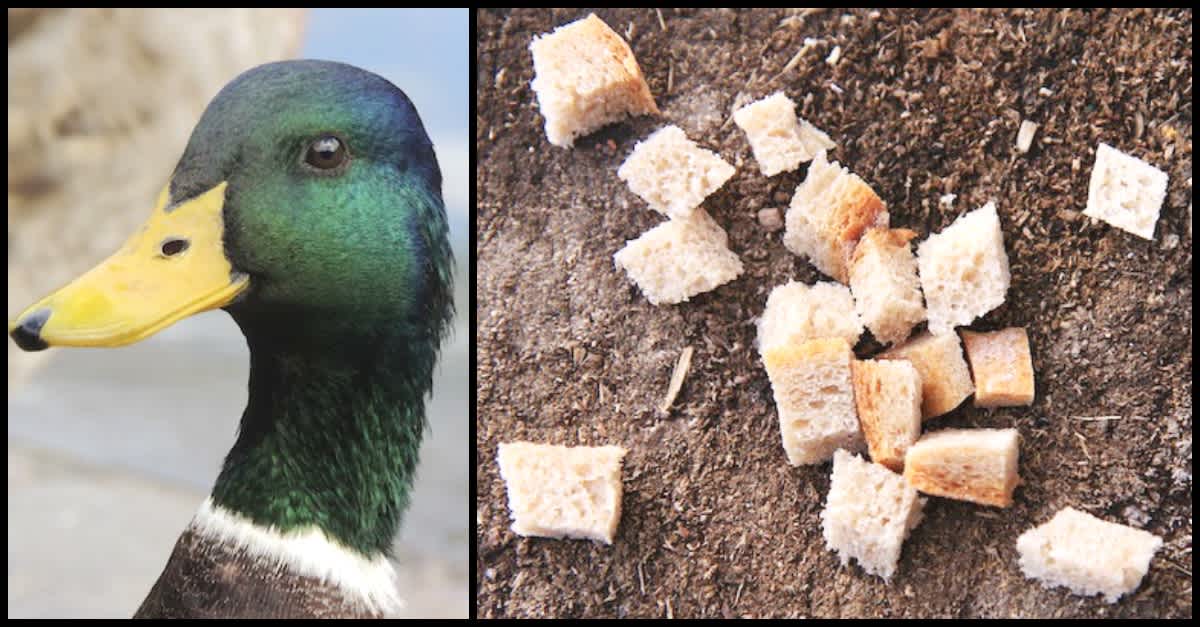 Stop Feeding Bread to Ducks Heres Why