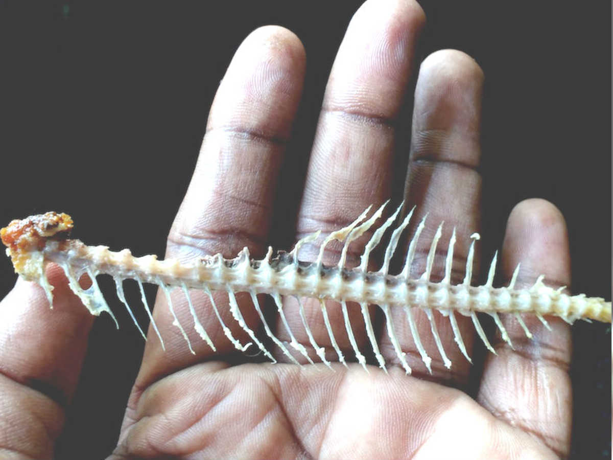 Here's What To Do When A Fish Bone Gets Stuck In Your Throat | LittleThings.com