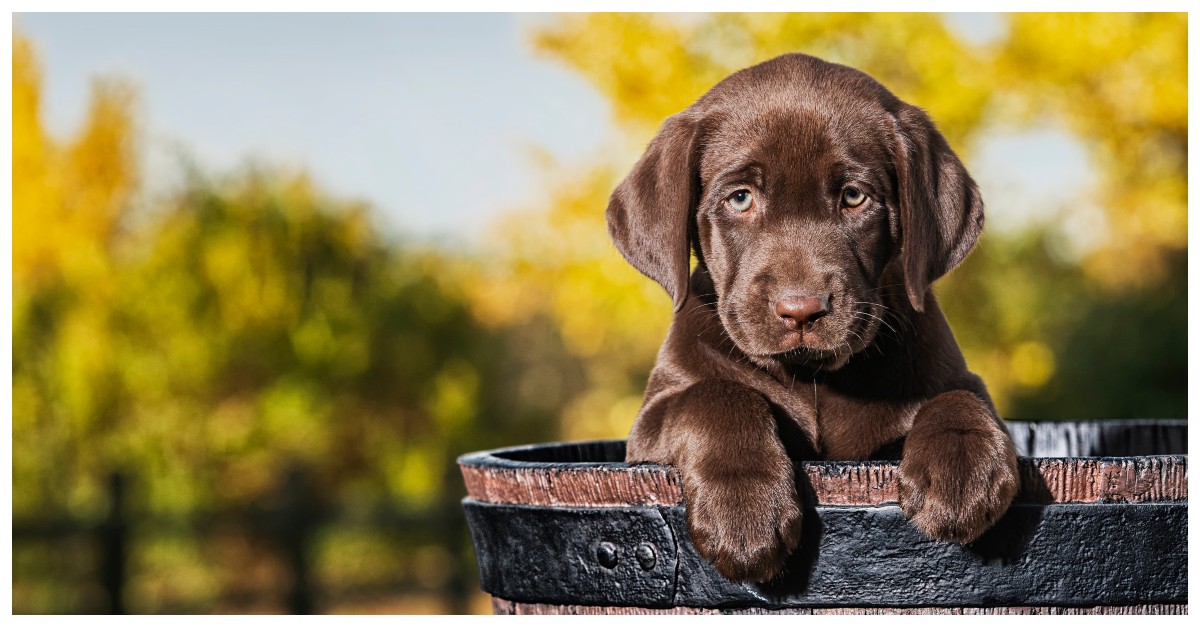 15 Of The Cutest Dog Names Around In The Year 2022 LittleThings Com   DOG NAMES 