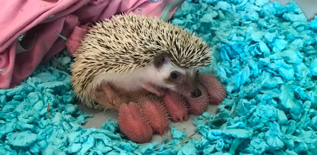 These Baby Hedgehogs Will Brighten Your Day Littlethings Com These Baby Hedgehogs Will Brighten Your Day Littlethings Com