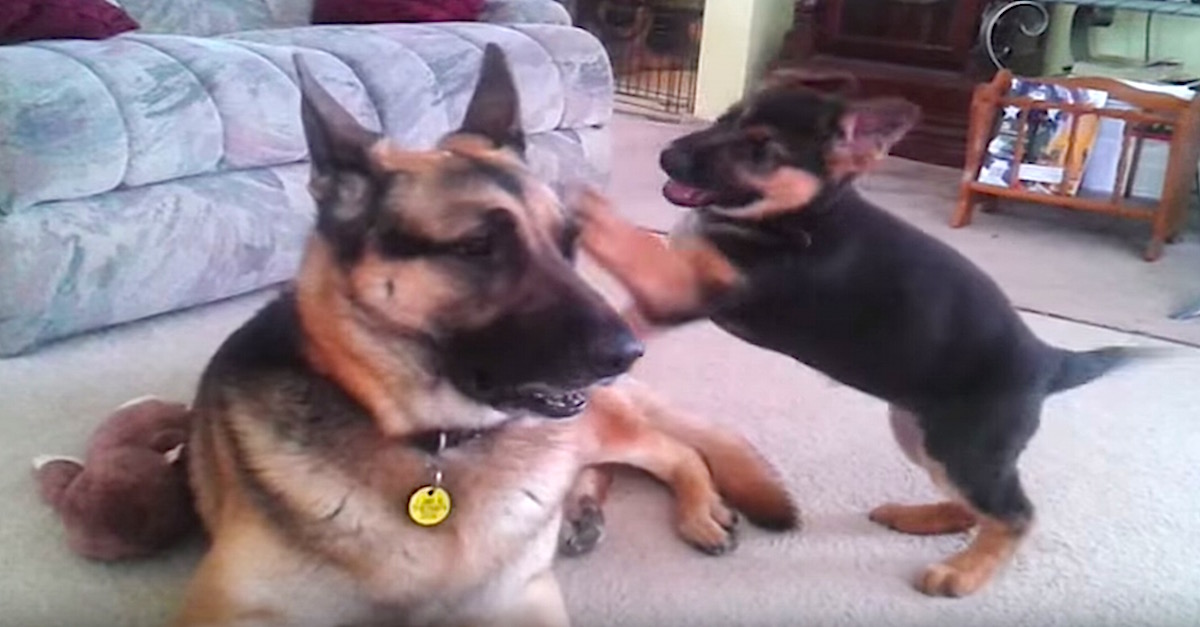 stonehill german shepherds