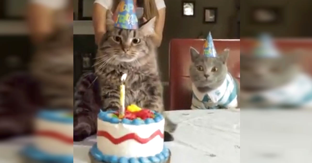 Cute Cat Holding Birthday Cake Graphic by cutecat · Creative Fabrica