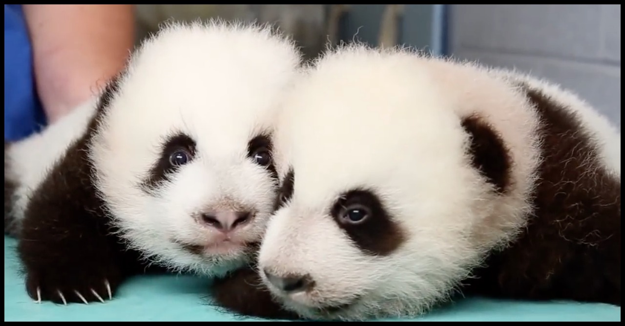 Two Baby Pandas Start Learning How to Move, Then One Gets Frisky