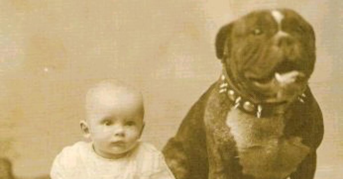 In The 1800s, Pit Bulls Were Used To Do THIS For Babies. I Had No Idea