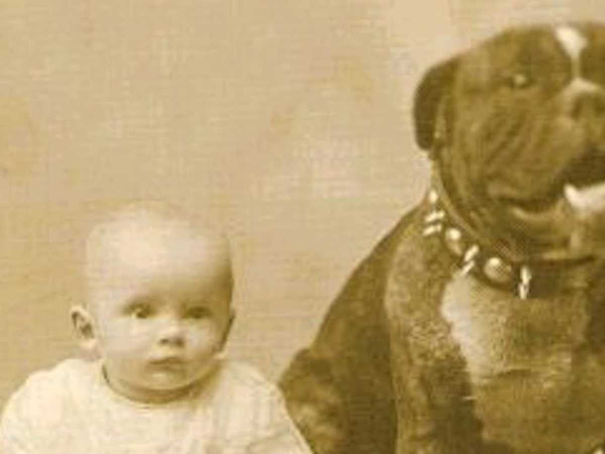 Victorian hot sale nanny dogs