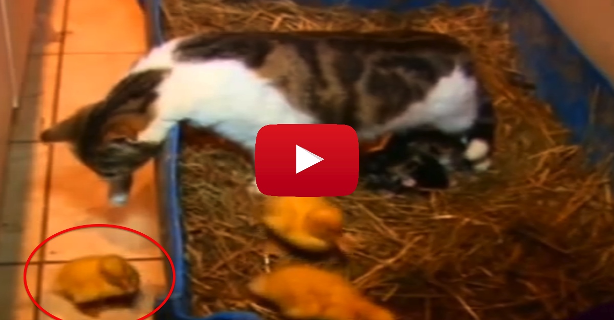 They Thought The Cat Was About To Kill Their Ducklings... What Happened