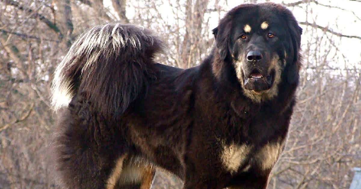 15 Of The Most Expensive Dog Breeds In The World | LittleThings.com