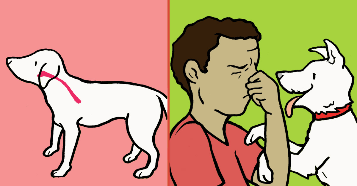Can Stomach Problems Cause Bad Breath In Dogs