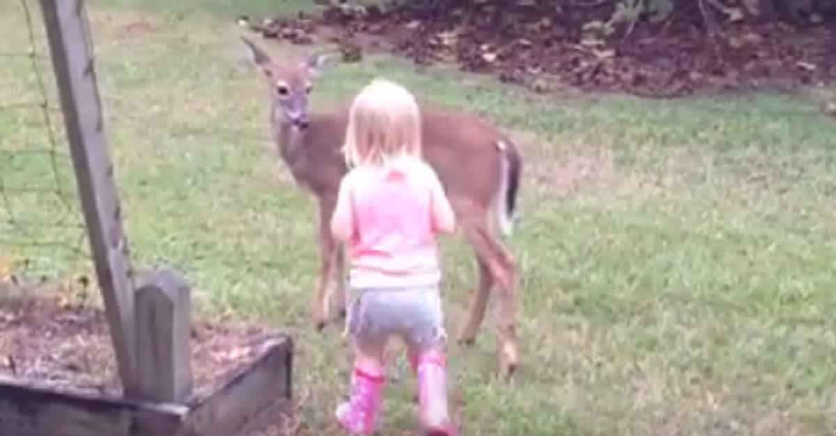 Kid Riding A Deer When Their Toddler Walked Up To A Wild Deer, They NEVER Imagined That ...