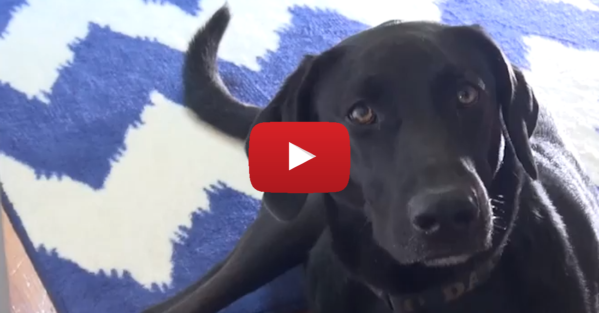 Does Your Dog Go Crazy When You Leave? Here's What YOU Need To Do