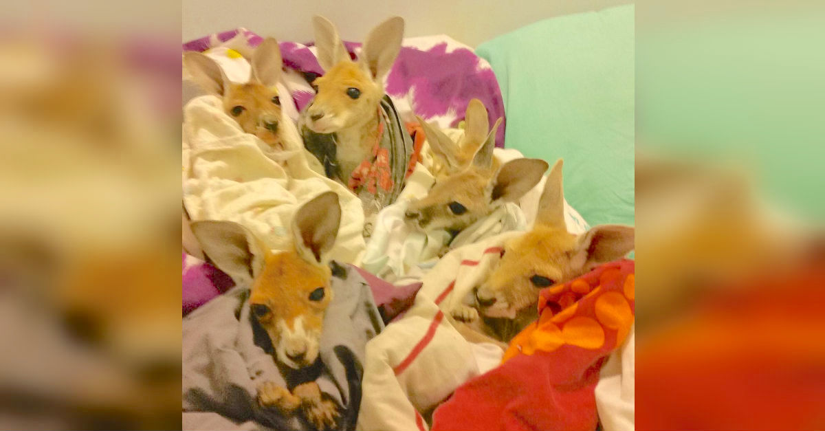 6 Baby Kangaroos Bundle In Blankets. But You Won't Believe Where They