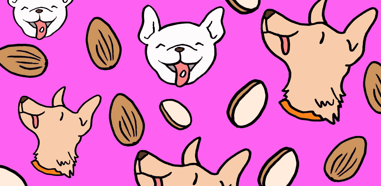 almond ok for dogs