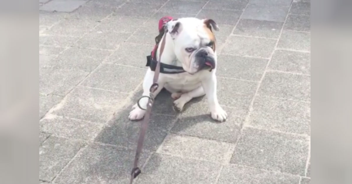 Dog Won't Move Without A Treat