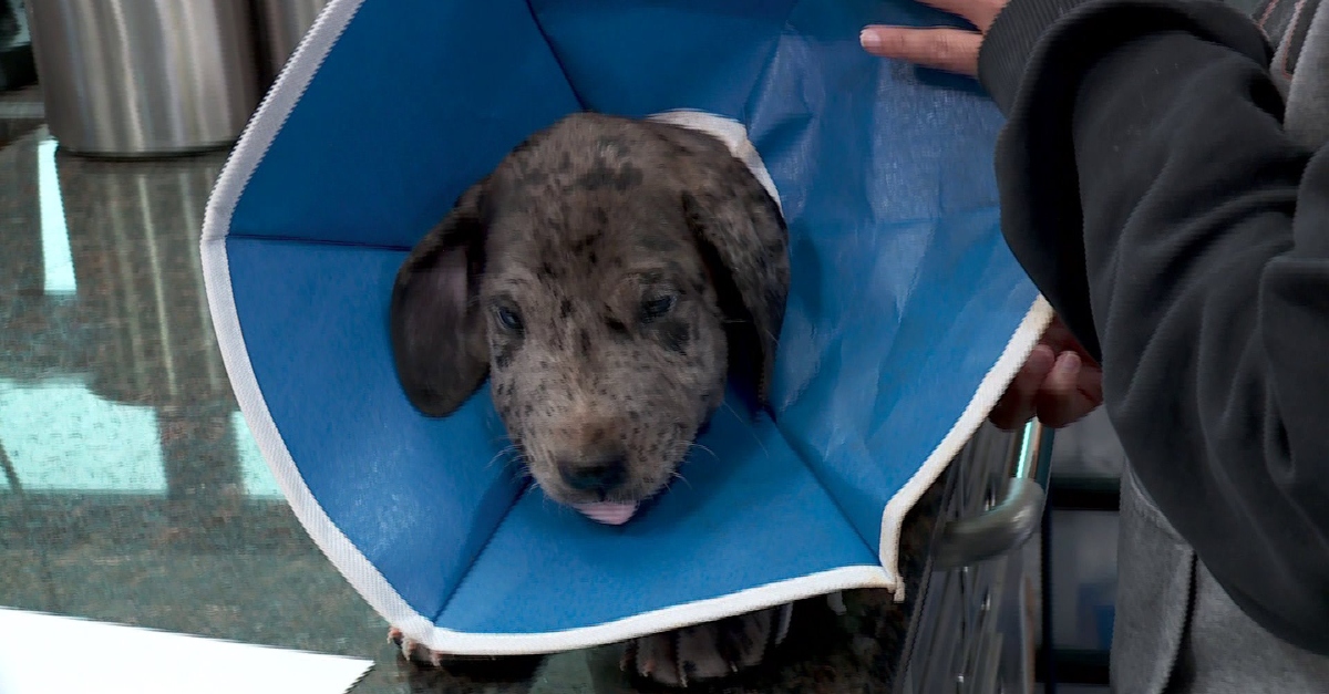 5 Great Dane Puppies Bitten By Rattlesnake Saved By Vet | LittleThings.com