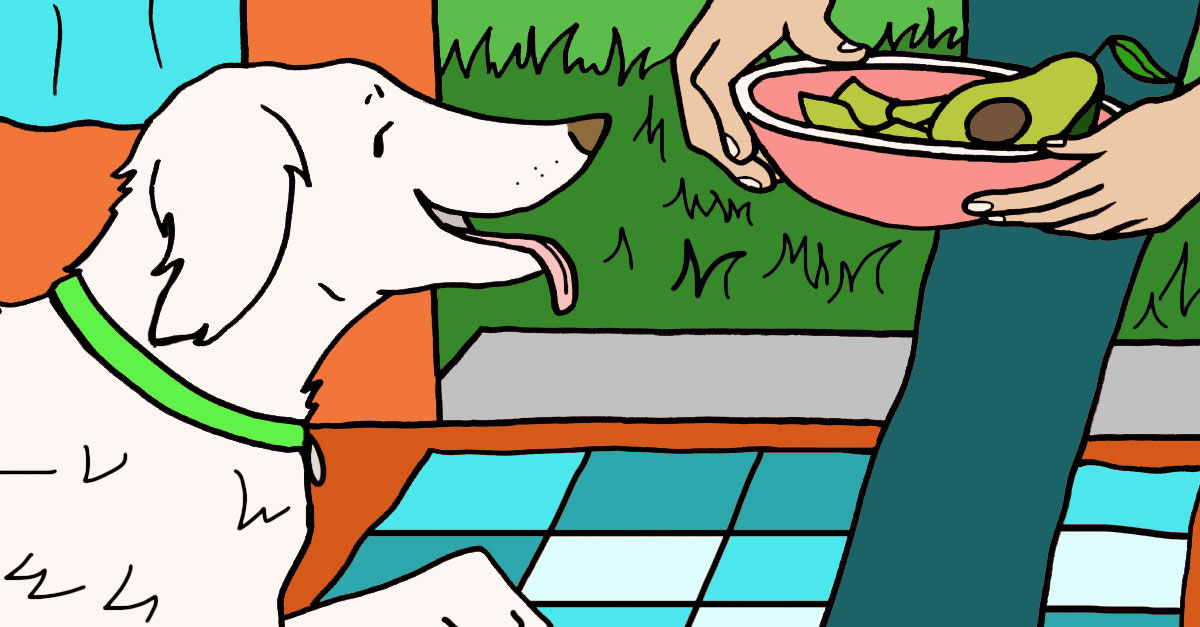 Why Dogs Shouldn t Eat Avocados LittleThings